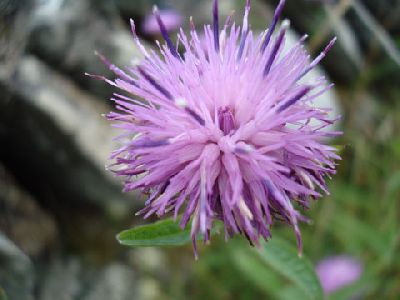 DSC07556Distel.jpg