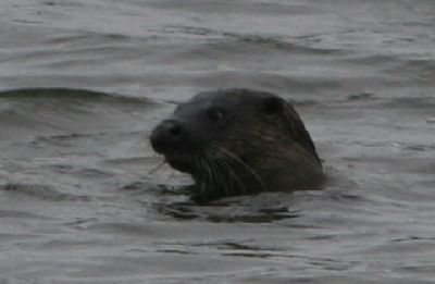 IMG_0786_Otter.jpg