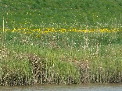 P1050456gelbe Blumen.jpg