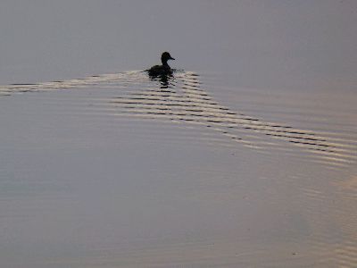 P1000723Ente still.jpg